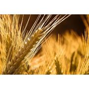Пшеница второго класса фотография