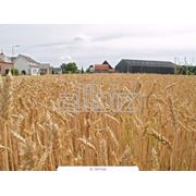 Пшеница фуражная 1 класс оптом фотография