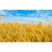 Пшеница гибридная