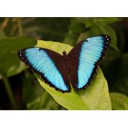 Живые бабочки из Бразилии фотография