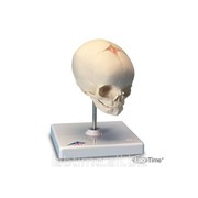 Модель черепа плода, на подставке 1000058 фото