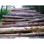 Дерево пиломатериалы Круглые лесоматериалы на экспорт купить (продажа) Украина цена оптовая.
