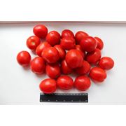 Продам томаты помидоры с поля сорт - Перфект МейАгро Лампо фото