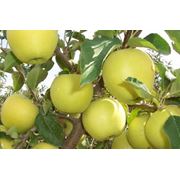 Саженцы яблони - Голден Делишес фотография