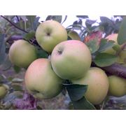 Саженцы яблони - Скифское Золото фото