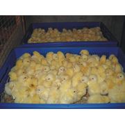 Цыплята бройлеры КОББ-500 в Сумах фото