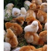 Суточные цыплятя бройлеров и несушек фото