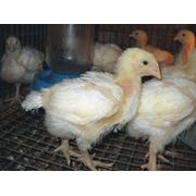 Бройлер цыплята подрощенные КОББ-500 в Сумах