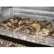 Перепелиные инкубационные яйца ФараонТехасМаньчжур Днепропетровск-доставка фотография