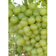 Саженцы винограда АРКАДИЯ вегетирующие фото