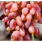 Саженцы винограда столового Преображение (Тройка) фото