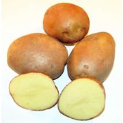 Картофель семенной. Сорт "Серпанок"