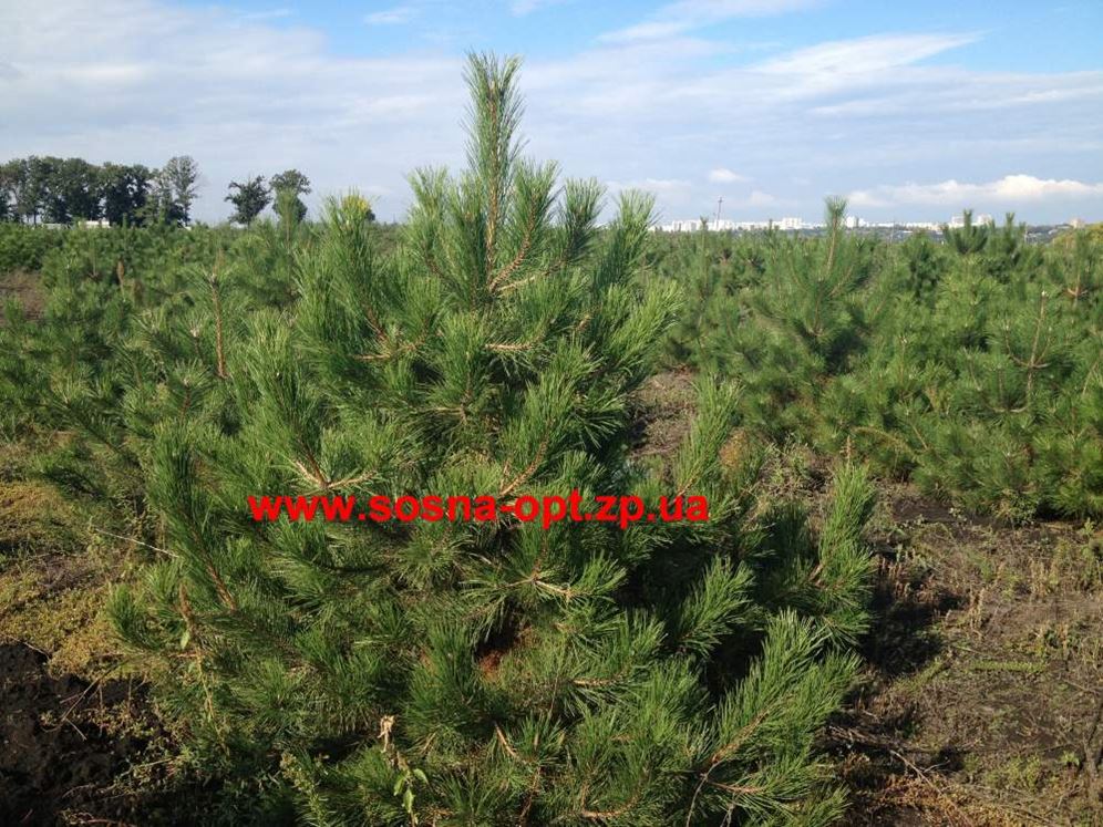 Сосна Крымская Купить В Краснодаре