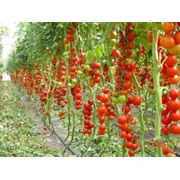 Продажа томатов фото