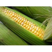 Семена кукурузы НС-400 фото