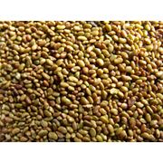 Семена люцерны Семена люцерны в Украине купить люцерну купить семена люцерны семена люцерны оптом фотография