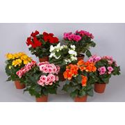 Бегония декоративная бегония Элатиор бегония фото