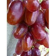 Саженцы винограда ВИКТОР фото