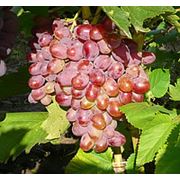 Саженцы столового винограда сорта ПРЕОБРАЖЕНИЕ ЛИВИЯ  АНЮТА фотография