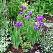 Ирис Сибирский Iris sibirica Moonsilk рост 40 – 60