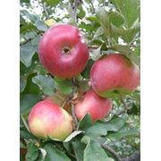 Оптовая распродажа 2-х летних саженцев яблони на подвое М9 по цене от 1 ЕВРО за шт.