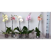 Орхидеи оптом фото