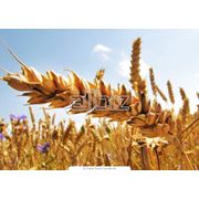 Семена озимой пшеницы. Семена озимой пшеницы оптом и в розницу Семена озимой пшеницы от производителя. фото