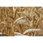 Пшеница четвертого класса купить в Украине экспорт