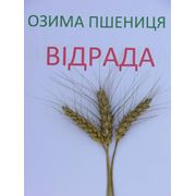Пшеница озимая Видрада элита фото