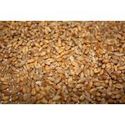 Зерно фуражное купить в Украине Пшеница фото