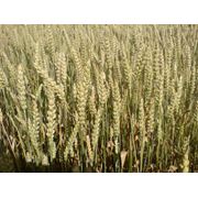 Пшеница озимая Прдам пшеницу озимую
