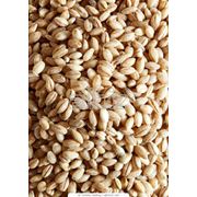Ячмень зерно. Ячмень зерно оптом и в розницу Ячмень зерно от производителя.