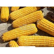 Кукуруза обыкновенная. Кукуруза обыкновенная оптом и в розницу Кукуруза обыкновенная цена вас удивит Кукуруза обыкновенная от производителя.