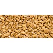 Пшеница купить в Украине зерновые культуры фото