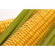 Сахарная кукуруза от производителя