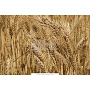 Пшеница третьего класса поставки по Украине и на экспорт