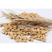 Пшеница фуражная 3 класс фуражная пшеница на экспорт. фотография