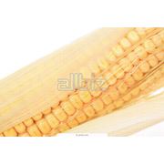 Кукуруза зерно. Кукуруза зерно от производителя. Кукуруза зерно оптом и в розницу. фото
