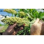 Семена суданки Украина фото