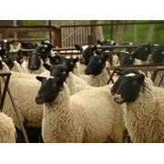 Продам овец ягнят ярок баранов барашек породы романовская фотография