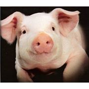 Кормовая добавка (БВД) для свиней фото