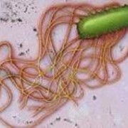 Дезинфекция помещений и автотранспорта фото