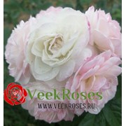 роза Букет парфе (Bouquet Parfait)