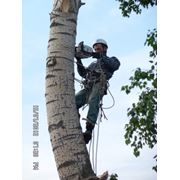 Удаление аварийных деревьв. фото