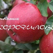 Яблоня сорт Хоней Крисп