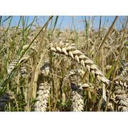 Пшеница озимая Гром фото