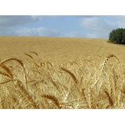 Пшеница озимая Донской Сюрприз фото