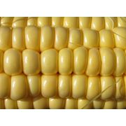 Семена кукурузы НС 220