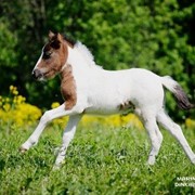 Племенная Шетлендская пони кобылка