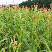 Кукуруза. Кукурудза. фотография